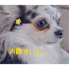 mochi_20260426111915