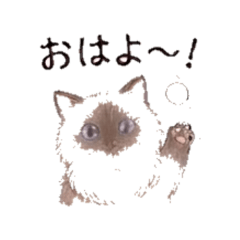 My long-haired cat - Daily Chat Stickers