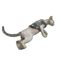 haruna_20260426230920