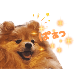 ポメラニアン♡チャコちゃん