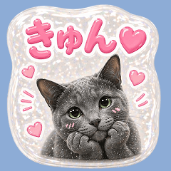 Gel seal style! Russian blue