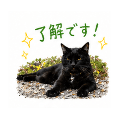cute cat - Daily Chat Stickers