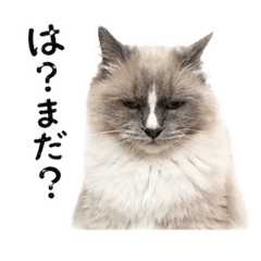 Mirutan's Sassy Greeting Stickers