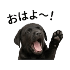 kurorabuDaily Chat Stickers