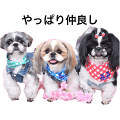 シーズーの空、凛、海