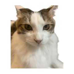 tukka915_20260426103547