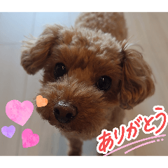 peperonteeno_20260426135359