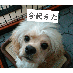 kouga_20260426233121