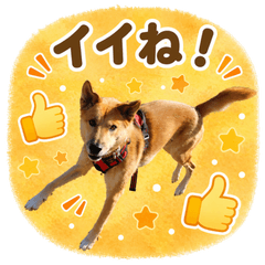 Cute boy dog named Kaoru