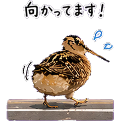 American Woodcock  On My Way!