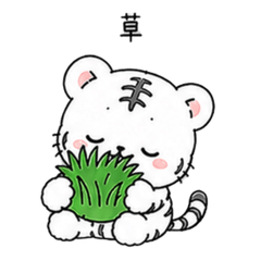 Gentle White Tiger 3