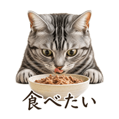 chiko_20260426150941