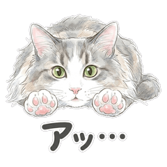 Norwegian Forest Cat Daily Reactions