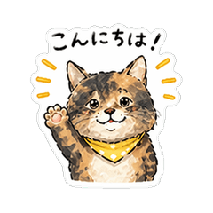 Tortoiseshell Cat : Daily Greetings