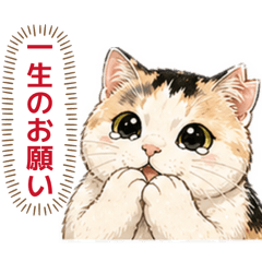 領養來的三花貓珍珠