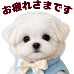 Maltese Dog  Daily Stickers Ver.3