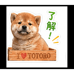 Fluffy Shiba Inu Chat Stickers