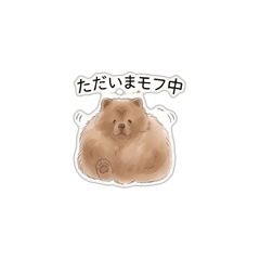 MOHUdog - Daily Chat Stickers
