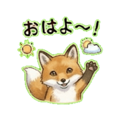 Ezo red fox- Daily Chat Stickers
