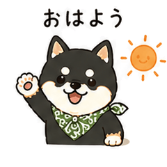 Black Mame Shiba's Summer