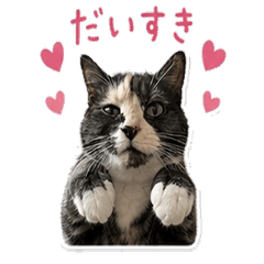 nyajya Cute Calico Cat Stickers