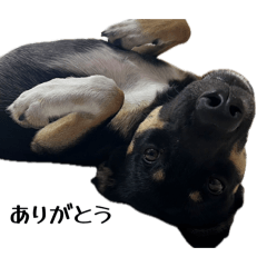 YUKIKO no SUTANPU_20260426235807