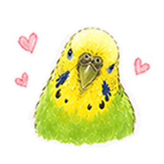 budgie P-chan