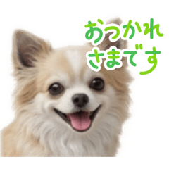 mikaneko_20260426180335