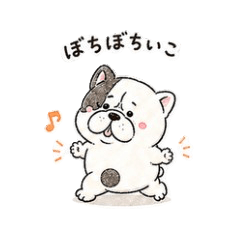 Chubby French Bulldog