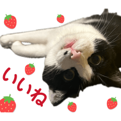 sa_an_20260427004035