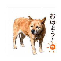 Daily Chat Stickers Momo & Me