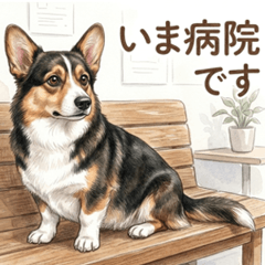 Corgi with Tail Pet Info Sharing(Tri)