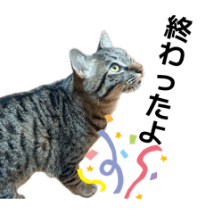 Funapi_20260427004916