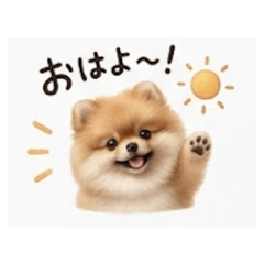Pomeranian Ritty