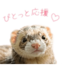 Gentle Morning Ferret Stickers