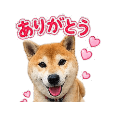 Shiba  Daily Stickers