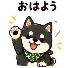 Black Mame Shiba Greetings & Polite