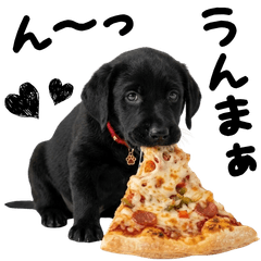 20260426dog3