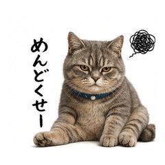 The Unbothered Cat