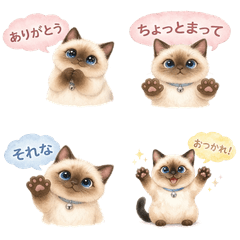 Chubby Siamese Cat Daily Chat