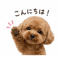 Cute & Cozy Toy Poodle Daily Stickers