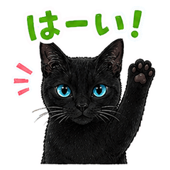 everyday use black cat stickers