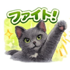 Daily Cute Cat Message Stickers