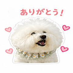 Mochio the Bichon Frise