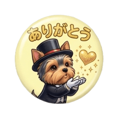 Yorkie transforms into a magician