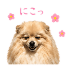 MofuMofu Pome Lab_20260426221051