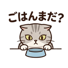 Chubby Scottish Fold1