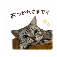 koume Daily Chat Stickers