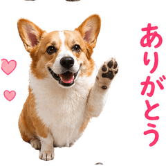 Koma Real Daily Stickers