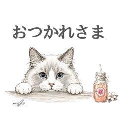 Gentle Ragdoll Cat Muffin